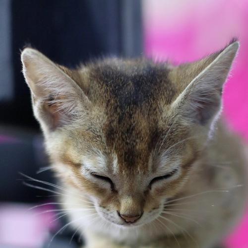 Photo #3602454