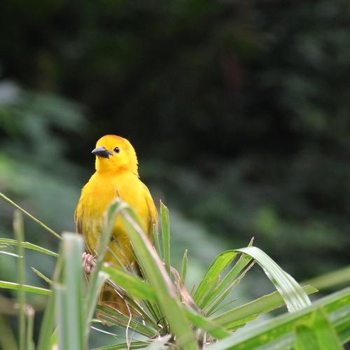 yellow yellow cute fellow!