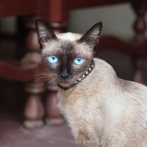 Photo #3603050