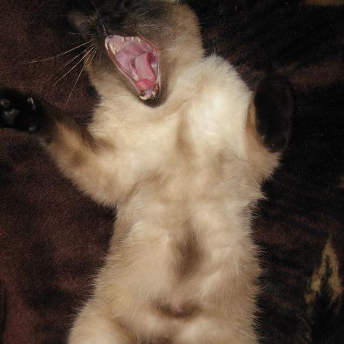 Матвеище котовище