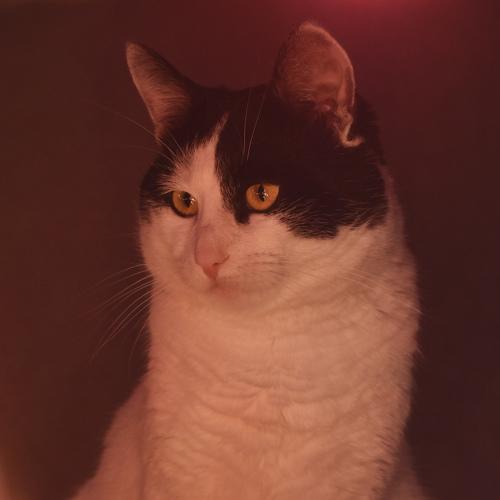 Масик новогодний
