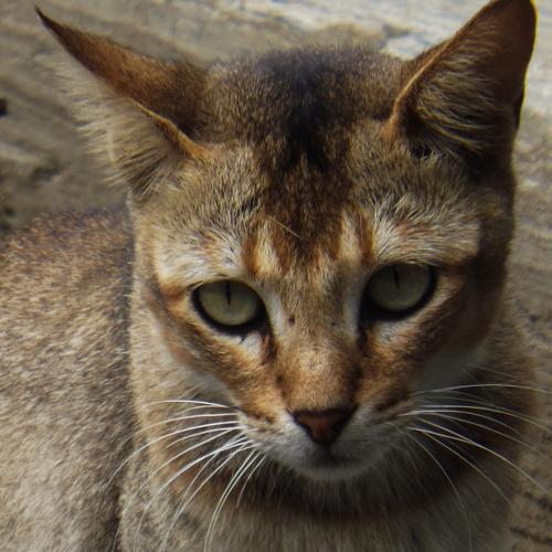 Photo #3606174