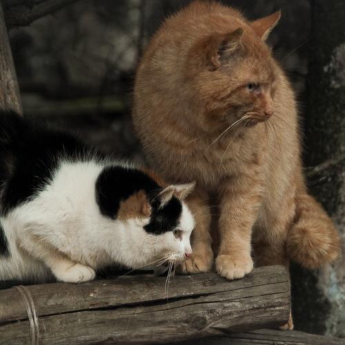 Photo #3607225