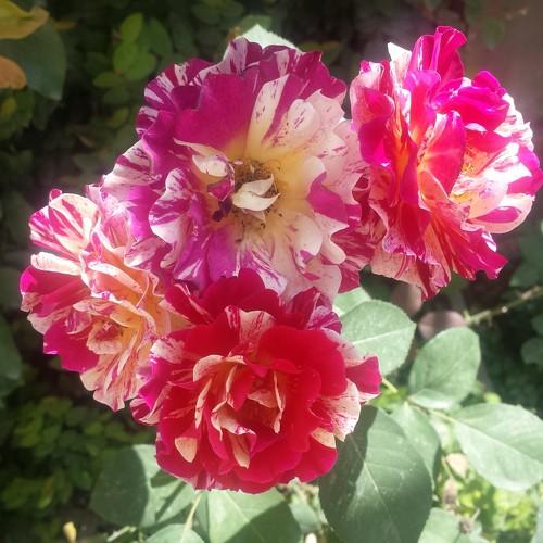 Photo #3607525