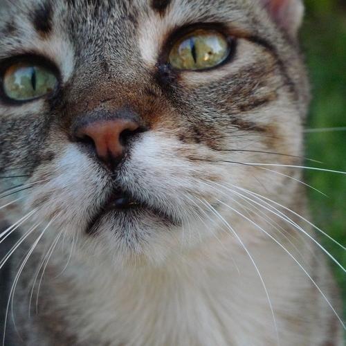 Photo #3609102