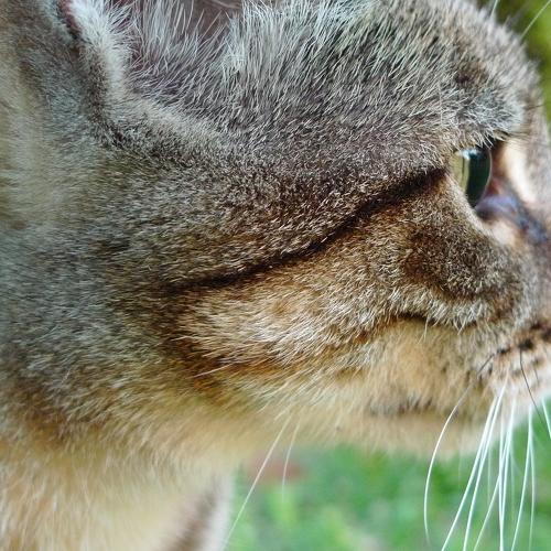 Photo #3609106