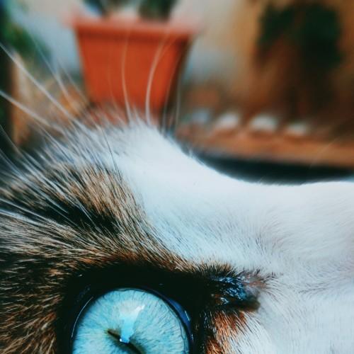 cat eyes
