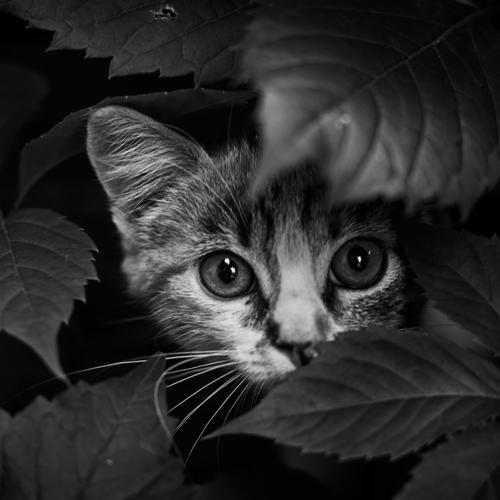 Hide and seek