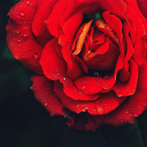 Photo #3610297