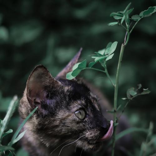 My soul animal: Cat