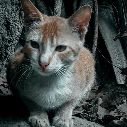 A Cute Mini Cat