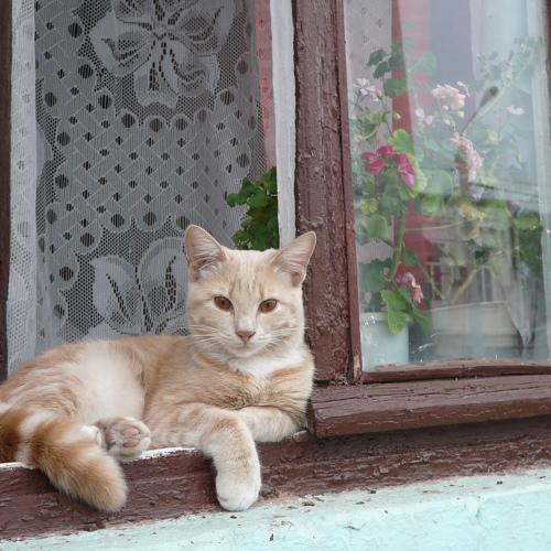 Photo #3612041