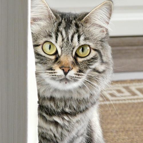 Photo #3612044