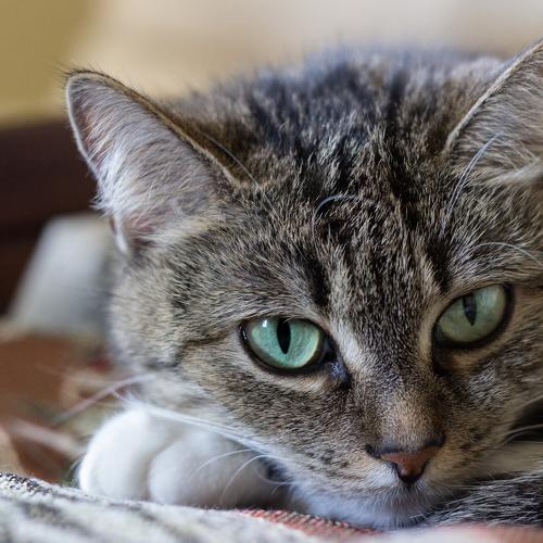 Photo #3612250