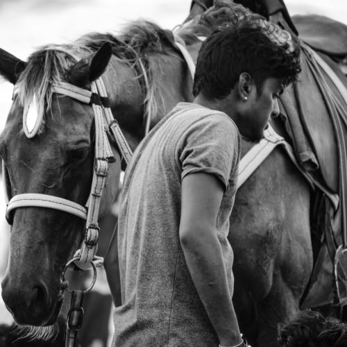 Horse Trainer