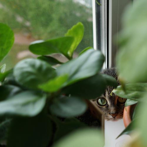 Photo #3614127