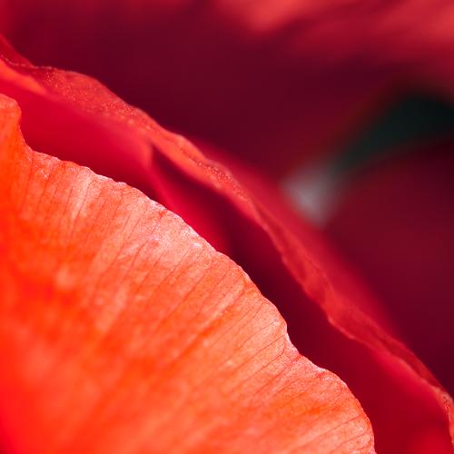 Red whisperer