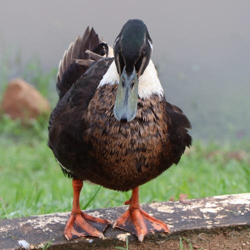 #wildlife Photography