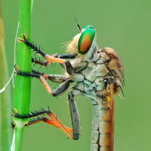 Photo #3618987