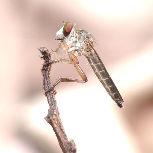 Photo #3619043