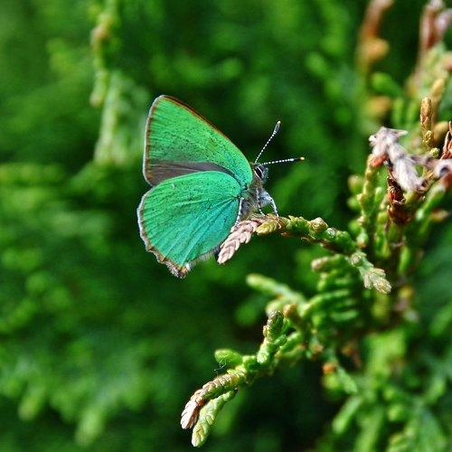 Callophrys rubi