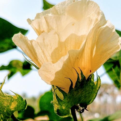 Farming flower