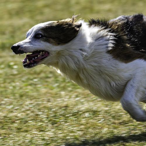 BORDER COLLIE LENKA AT WORK 2.