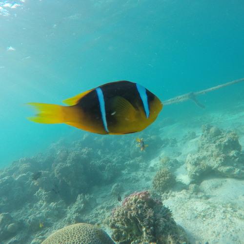 NEMO FISh