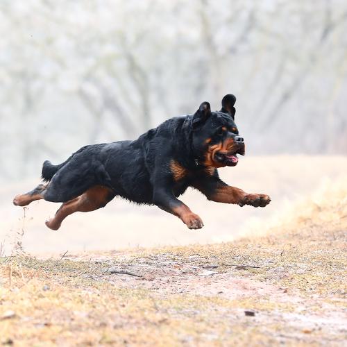 Photo #3624506