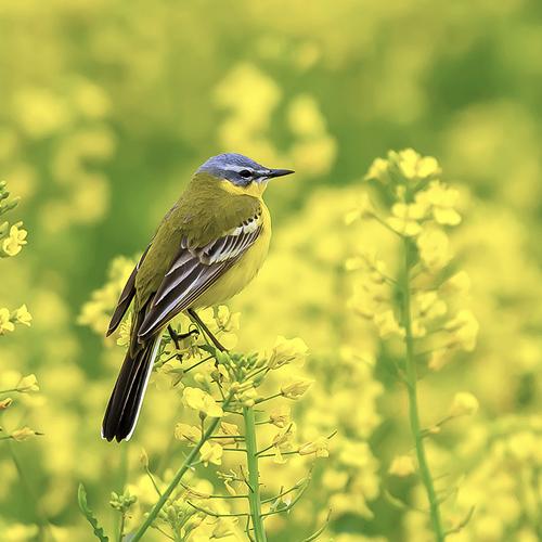 Yellow Wagtail
