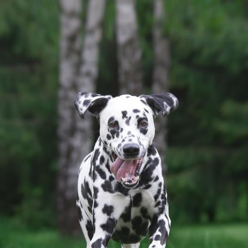 Photo #3628302