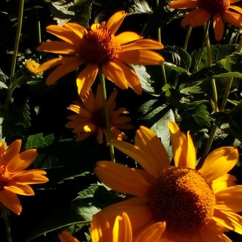 Photo #3633071