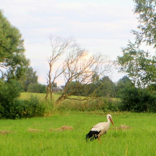 Photo #3633833