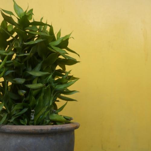 The Yellow and Green
