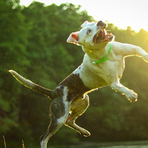 Photo #3636749