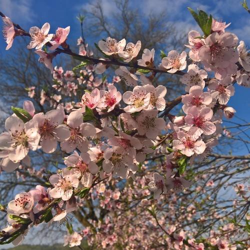 Peach tree flowers