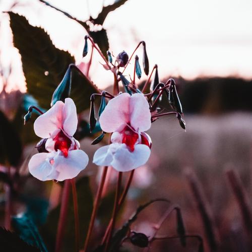 Photo #3639776