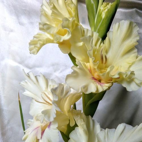 Photo #3644150