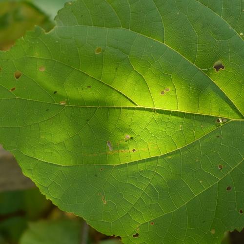 Фотография #3644910