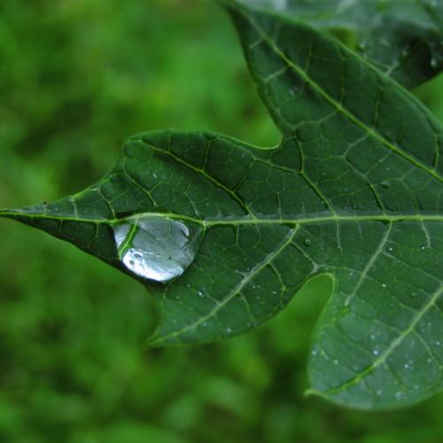 Rain drops on papaya leaf.