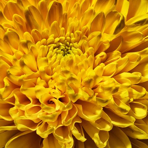 Yellow Flower
