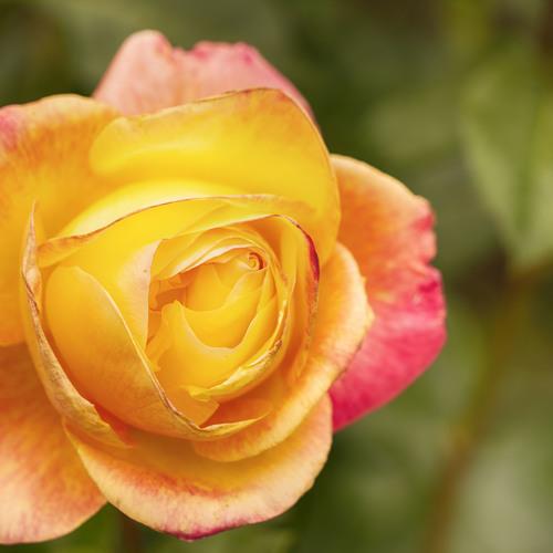 Photo #3647129