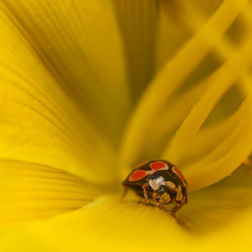 Ladybug in Yellow flower