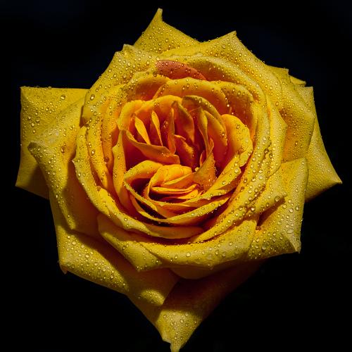 Photo #3647271