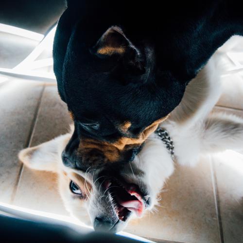 Pablo and Hasta