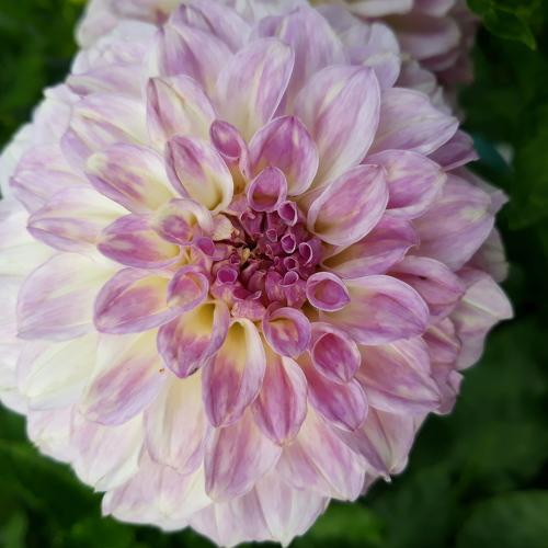 Photo #3651131