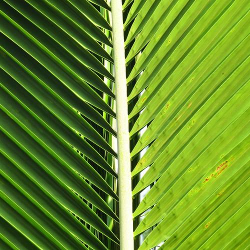 Two tonnes of color on one leaf.