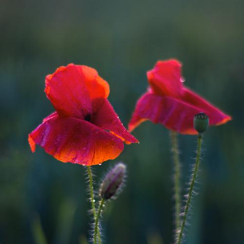 Photo #3651706