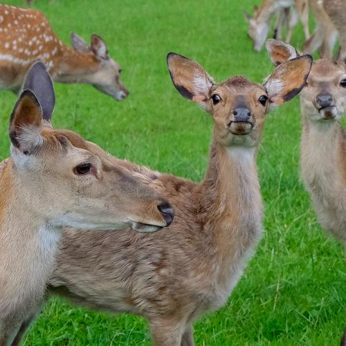 Photo #3652339