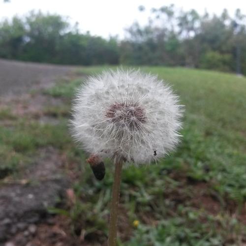 Wish